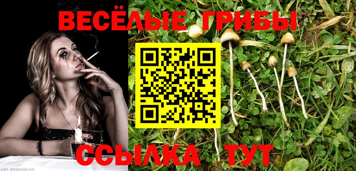 Галлюциногенные грибы Psilocybe Хасавюрт